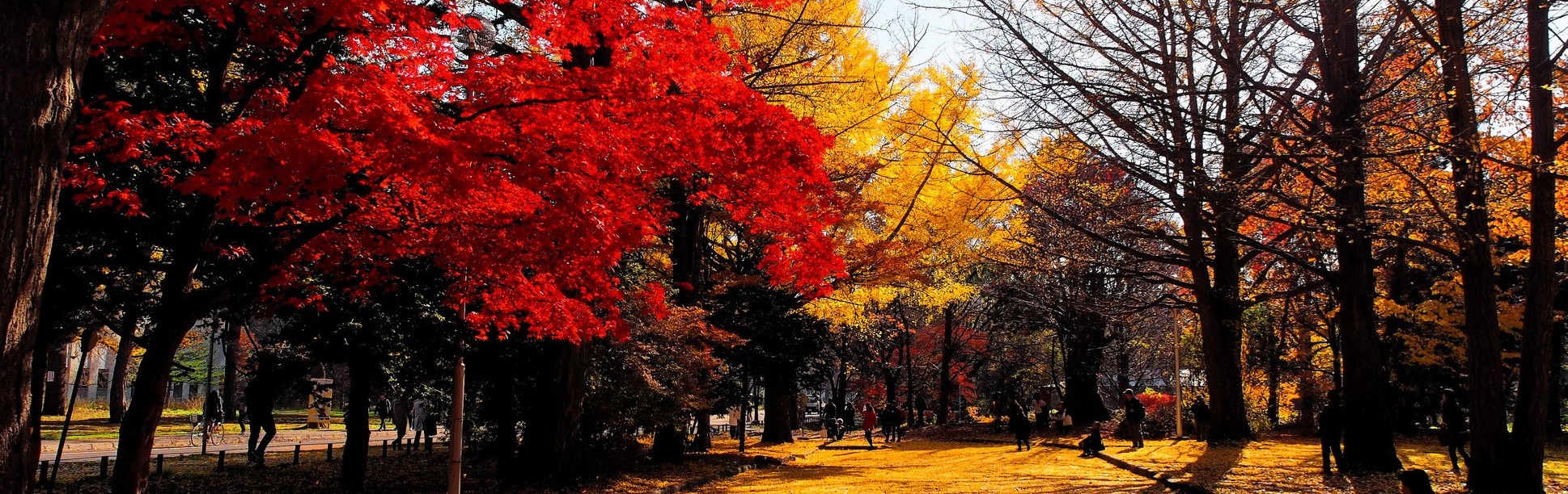 Nhật Bản mùa lá đỏ: Tokyo – Núi Phú Sĩ – Hamamatsu – Kyoto – Osaka – Nara – Nagoya