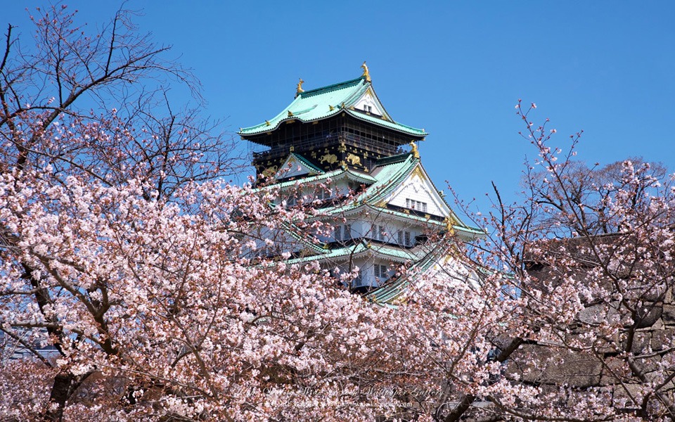 osakajo sakura 1 - Chương Trình Nhật Bản - Rực rỡ Hoa Anh Đào Trên Cung Đường Vàng