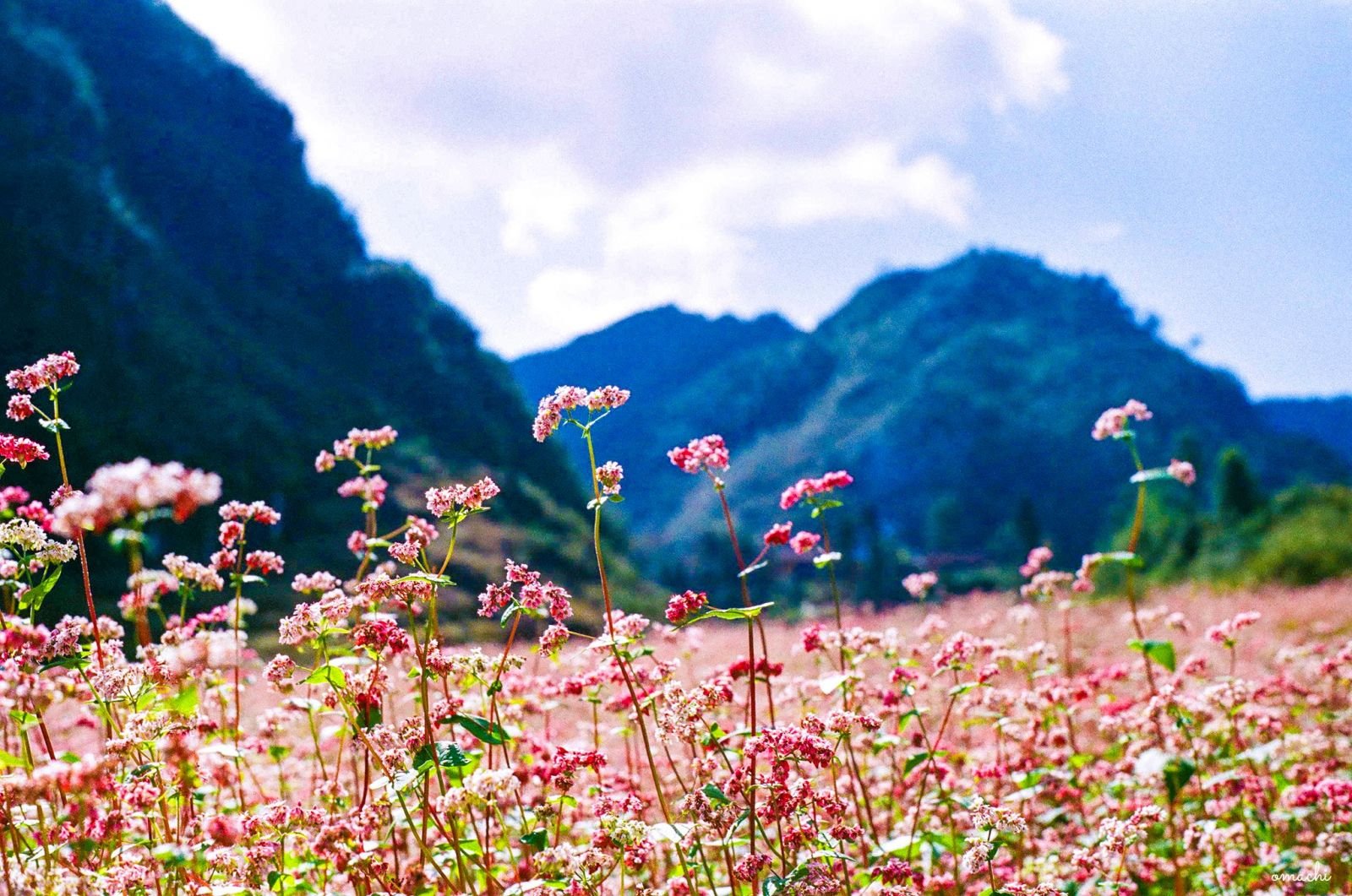 Tour Hà Giang - Quản Bạ - Yên Minh - Lũng Cú- Đèo Mã Pì Lèng - Cao ...