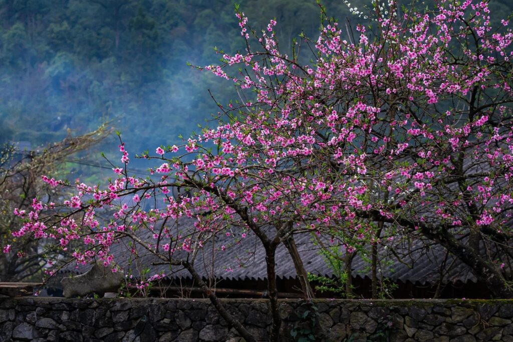 du lịch ha giang 2 1024x683 - XUÂN VI VU: Tour trọn gói Hà Giang - Yên Minh - Phố cổ Đồng Văn