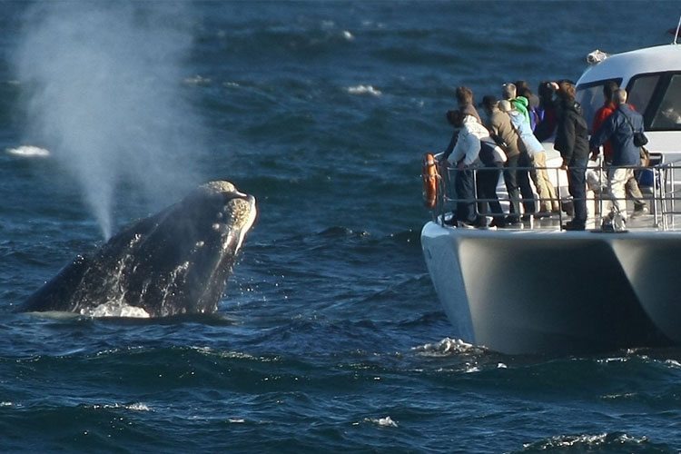Tour Nam Phi - Khám phá vùng đất kim cương yH5BAEAAAAALAAAAAABAAEAAAIBRAA7 - Tour Nam Phi - Khám phá vùng đất kim cương